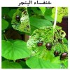 نقرتين لعرض الصورة في صفحة مستقلة