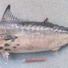 أنواع سمك البلاميدا   منتدى الزراعة السعودي