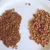 نقرتين لعرض الصورة في صفحة مستقلة