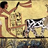 نقرتين لعرض الصورة في صفحة مستقلة