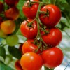 Image result for صور البندورة