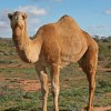نقرتين لعرض الصورة في صفحة مستقلة
