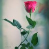 http://www.arabsharing.com/uploads/1444562650671.jpg