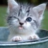 http://www.arabsharing.com/uploads/1496462968614.jpg