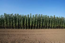 ������ ���� ������ �� ���� ������