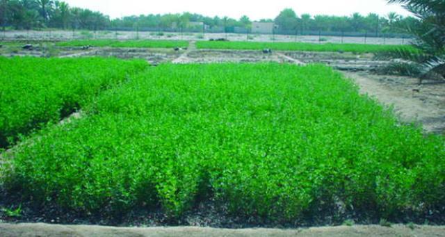 ������ ���� ������ �� ���� ������