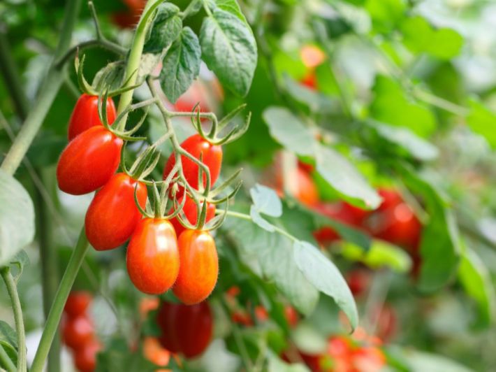 ������ ���� ������ �� ���� ������