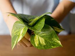 ������ ���� ������ �� ���� ������