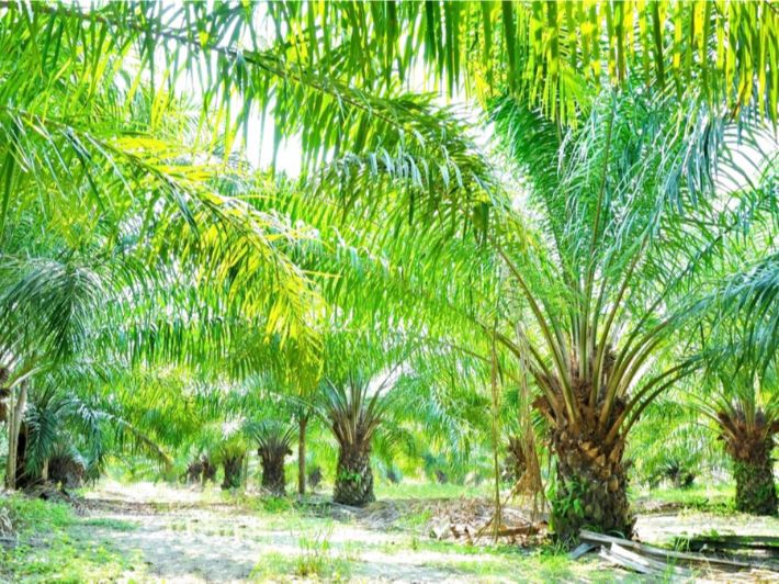 ������ ���� ������ �� ���� ������