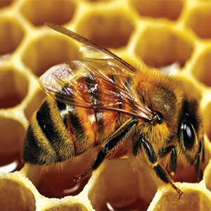 ������ ���� ������ �� ���� ������