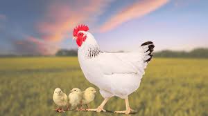 ������ ���� ������ �� ���� ������