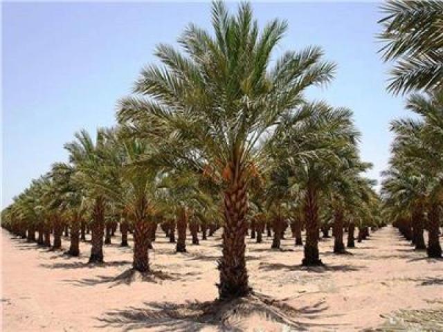 ������ ���� ������ �� ���� ������