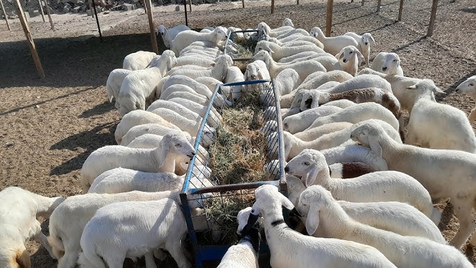 ������ ���� ������ �� ���� ������