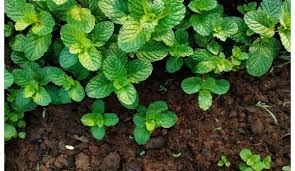 ������ ���� ������ �� ���� ������