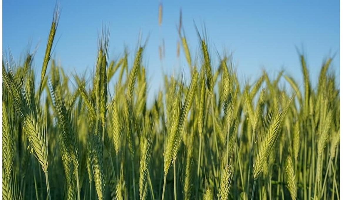 ������ ���� ������ �� ���� ������