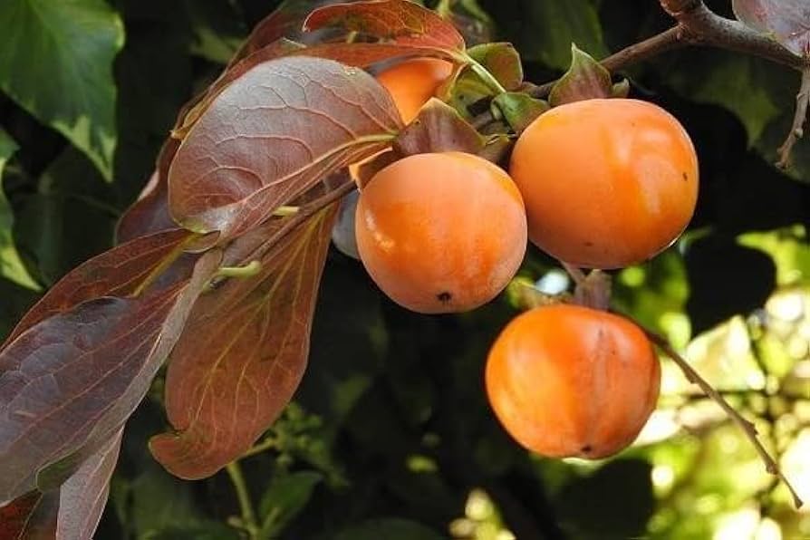 ������ ���� ������ �� ���� ������