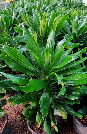 ������ ���� ������ �� ���� ������