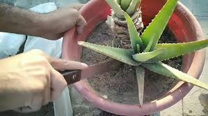 ������ ���� ������ �� ���� ������