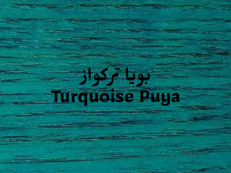 ���� ���� ������ Turquoise Puya