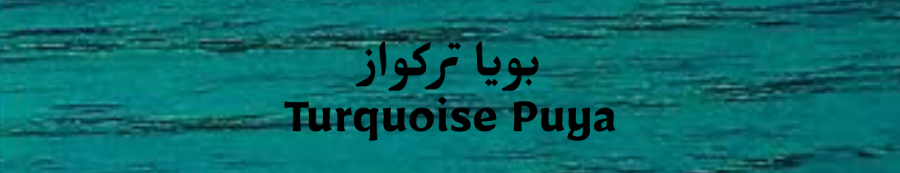 ���� ���� ������ Turquoise Puya
