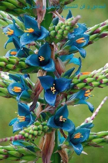 ���� ���� ������ Turquoise Puya