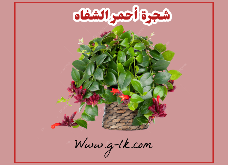 شجرة أحمر الشفاه: تحتاج معرفته