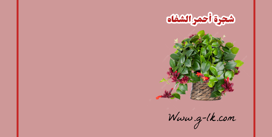 شجرة أحمر الشفاه: تحتاج معرفته